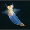 A small, transparent, shell-less sea snail in the open ocean.