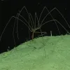 A sea spider walks on the ocean floor. 