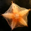 A sea star brought up from a benthic ROV dive.
