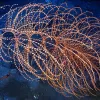 The pink strands of this coral harbor a variety of organisms. Sea whips are gorgonian corals, with flexible skeletons. 