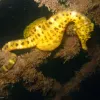 Seahorses are the only fish species that can hold your hand! Unlike most fish that use their tails for swimming, seahorses, such as this big-belly seahorse (Hippocampus abdominalis), use their monkey-like tails to hold onto objects in their environment, li