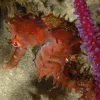 A Longspine seahorse off the coast of South Africa. 