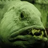 Despite its fearsome look, the Atlantic wolffish (or sea wolf) isn't a danger to humans, largely preying on whelks, crabs, and sea urchins. 