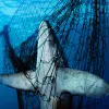 A thresher shark was killed after becoming stuck in a gillnet.