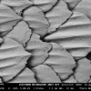 Extreme close-up of great white shark skin denticles.