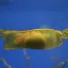 A bamboo shark grows in a thick egg case. Even within the egg case, the embryonic sharks can sense predators nearby and, in response, stop all gill movement and hold still to slip under the radar.