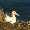 Only 2,000 individuals of the endangered short-tailed albatross remain after the species was hunted for its feathers in the 1940s. 
