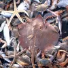 A skate is among the many bycatch species caught in this shrimp trawl net.