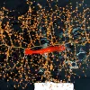 Marine scientists photographed and measured this gorgonian coral and deep-sea shrimp just as they were collected—together. 