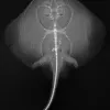 X-ray Image of a Monterey Skate