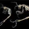 A side-view of two skeleton shrimp. 