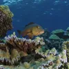 A red snapper hunts for prey on Kingman’s Reef, a healthy reef in the Line Islands.