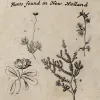 As Dampier studied the plants he encountered in Australia, he wrote that they were “for the most part unlike any I had seen elsewhere.” In fact, nearly all the plants Dampier observed were entirely unknown to botanists at that time.