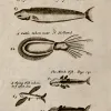 Pirate William Dampier's shipboard artist carefully recorded the species that Dampier found new and unusual.