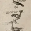 After leaving Australia, Dampier and his men reached the western coast of New Guinea on New Year’s Day 1700. There Dampier observed birds that he had never seen before, like the “stately land-fowl” shown here.