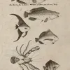 Illustrations of fish and crab from New Guinea