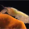 Snapping shrimp queen with eggs.