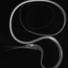 X-ray image of a slender snipe eel