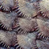 Dover Sole Skin