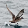 Sooty Shearwaters Migrate