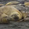 Elephant seals' eyes are specialized to dim light and, in particular, to light at the wavelength of 485 nm -- which is the same wavelength given off by the bioluminescent lanternfish that are the seals' main prey.