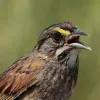 A close-up look of the seaside sparrow. 