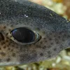 Spotted Catshark (Scyliorhinus canicula)
