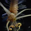 The squidworm has 10 tentacle-like appendages on its head.