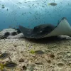 A stingray swims in an Australian marine reserve. 