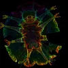 Tardigrade Under the Microscope