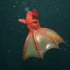 Despite its demonic look, the vampire squid collects and eats drifting particles called "marine snow" using two long, sticky filaments.
