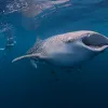 A whale shark swimming in the water.