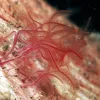red worms penetrate holes in bone