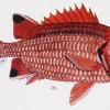 A red fish illustration