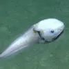 a dull colored fish at the bottom of the ocean