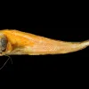 a preserved specimen of a larval fish