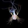 a larval fish with orange fins