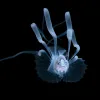 a blue larval fish with long fins