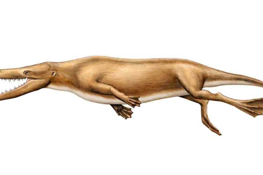 Illustration of a four-legged proto-whale with webbed feet.