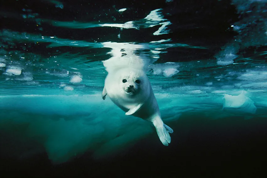 A harp seal in icy water