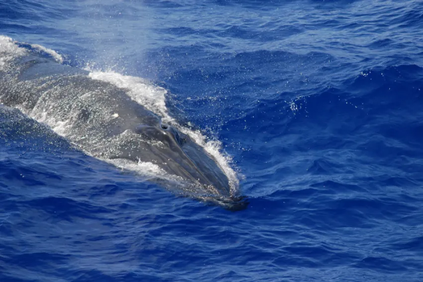 a Bryde's whale surfaces