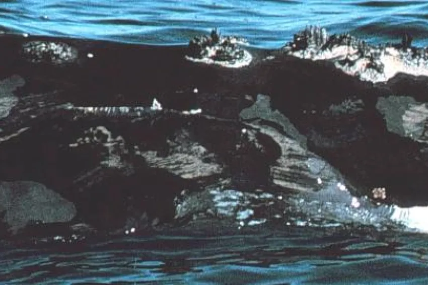 A white scar on Phoenix’s lip (at right) was caused by her entanglement with a fishing line.
