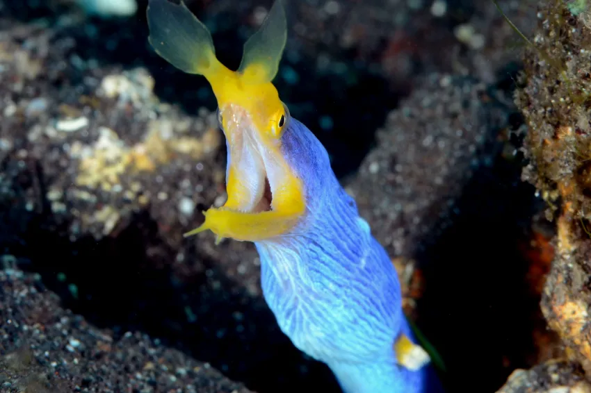 A blue and yellow colored blue-ribbon eel.