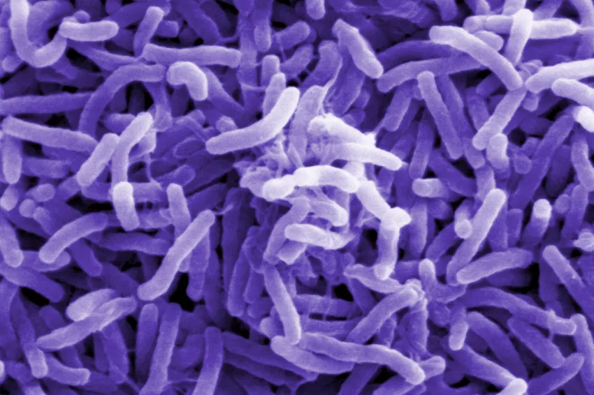 purple bacteria