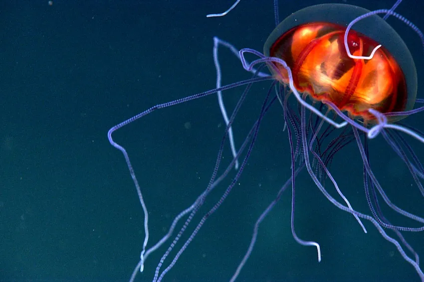 a deep sea jellyfish