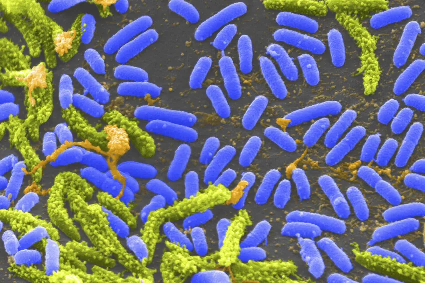 a close up of bacteria