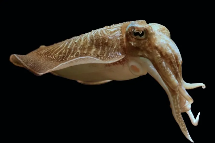 Common cuttlefish Smithsonian Ocean