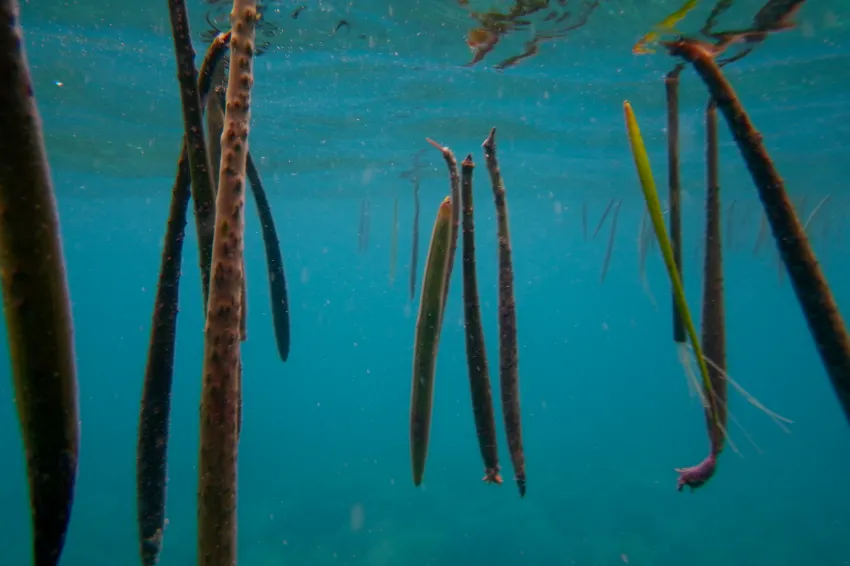 underwater photo of floating mangrove propagules