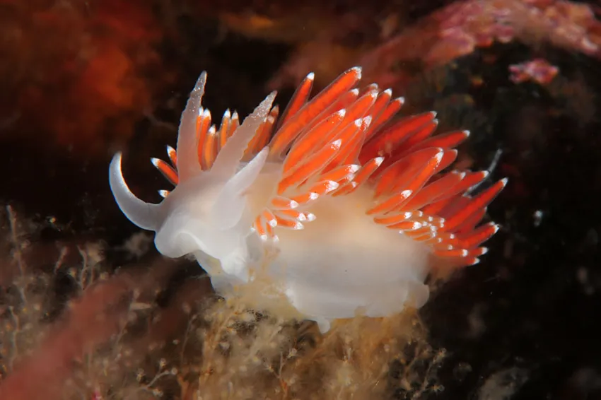A reddish-orange nudibranch. A reddish-orange nudibranch.