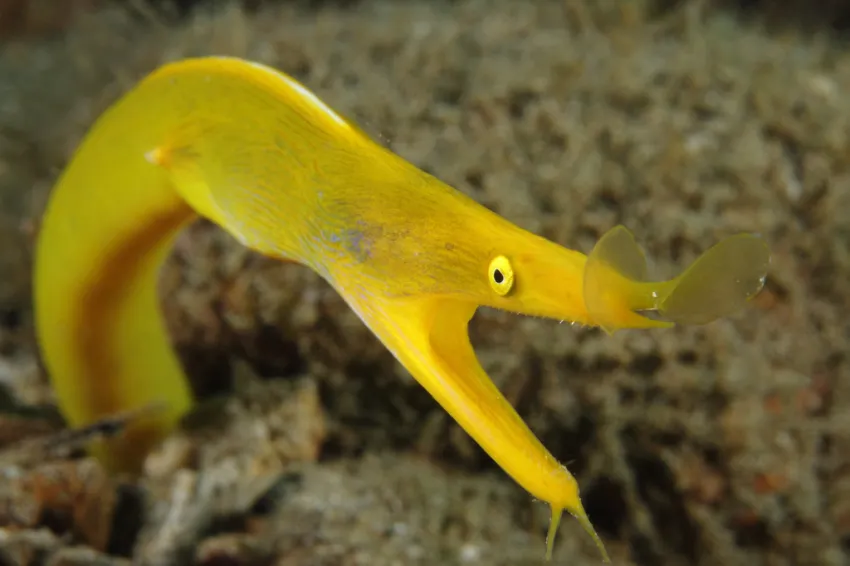 A yellow ribbon eel